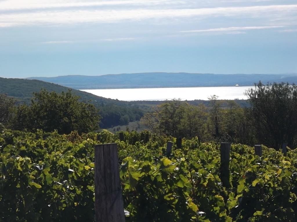 Balatoncsicso Juhfark Fogado Es Borhaz Bed & Breakfast エクステリア 写真